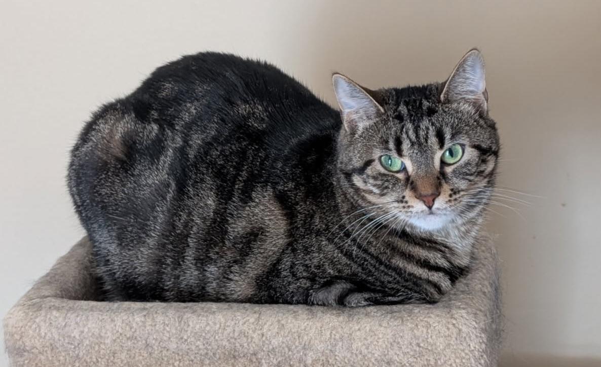 Babe 1 and 1/2 yrs Polydactayl, a Adoptable Tabby in London, ON image 3/4