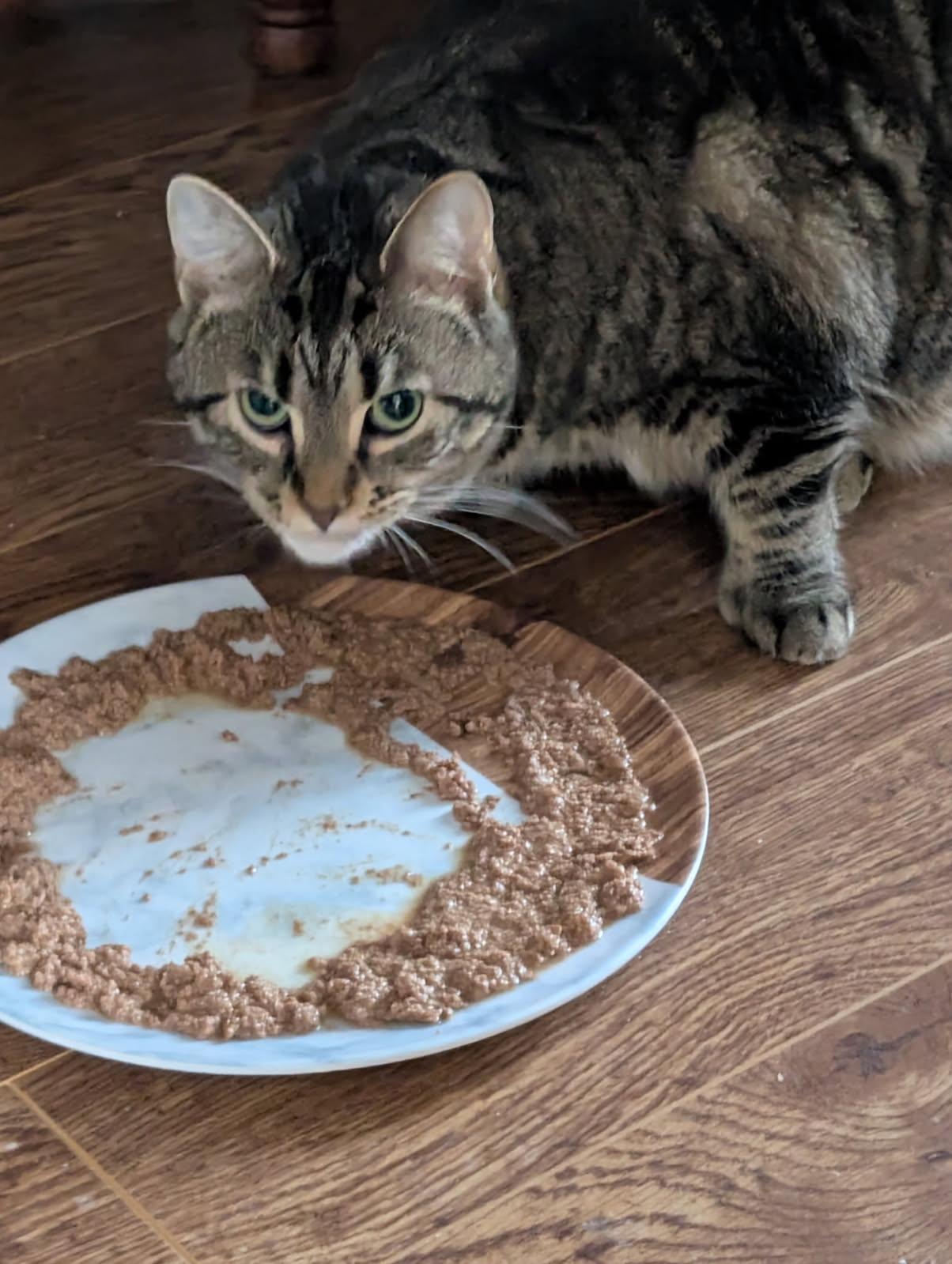 Babe 1 and 1/2 yrs Polydactayl, a Adoptable Tabby in London, ON image 4/4