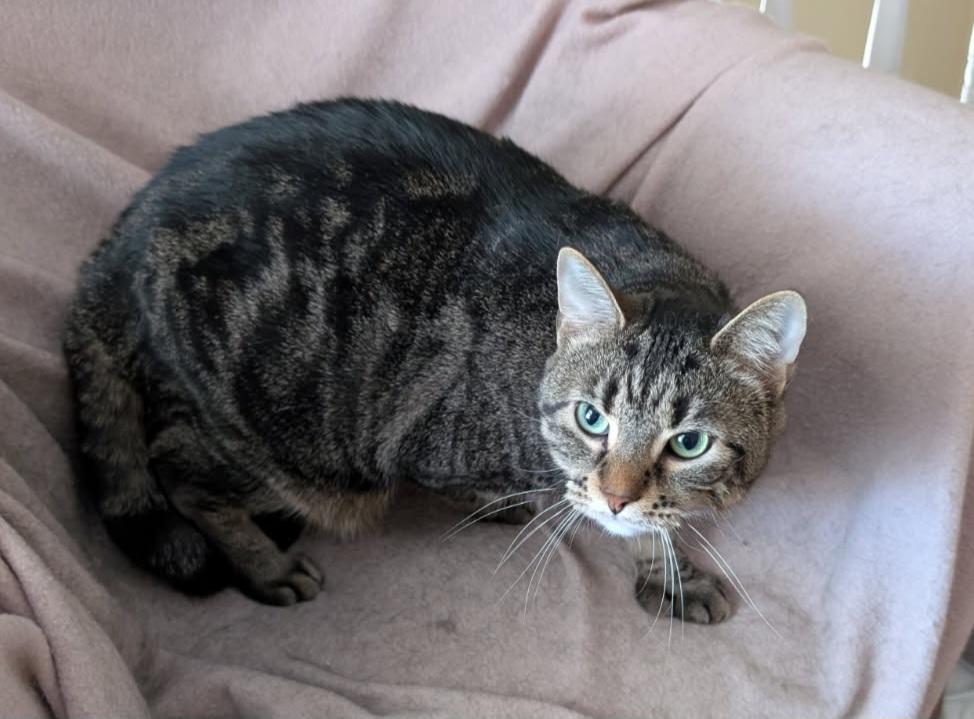 Babe 1 and 1/2 yrs Polydactayl, a Adoptable Tabby in London, ON image 2/4