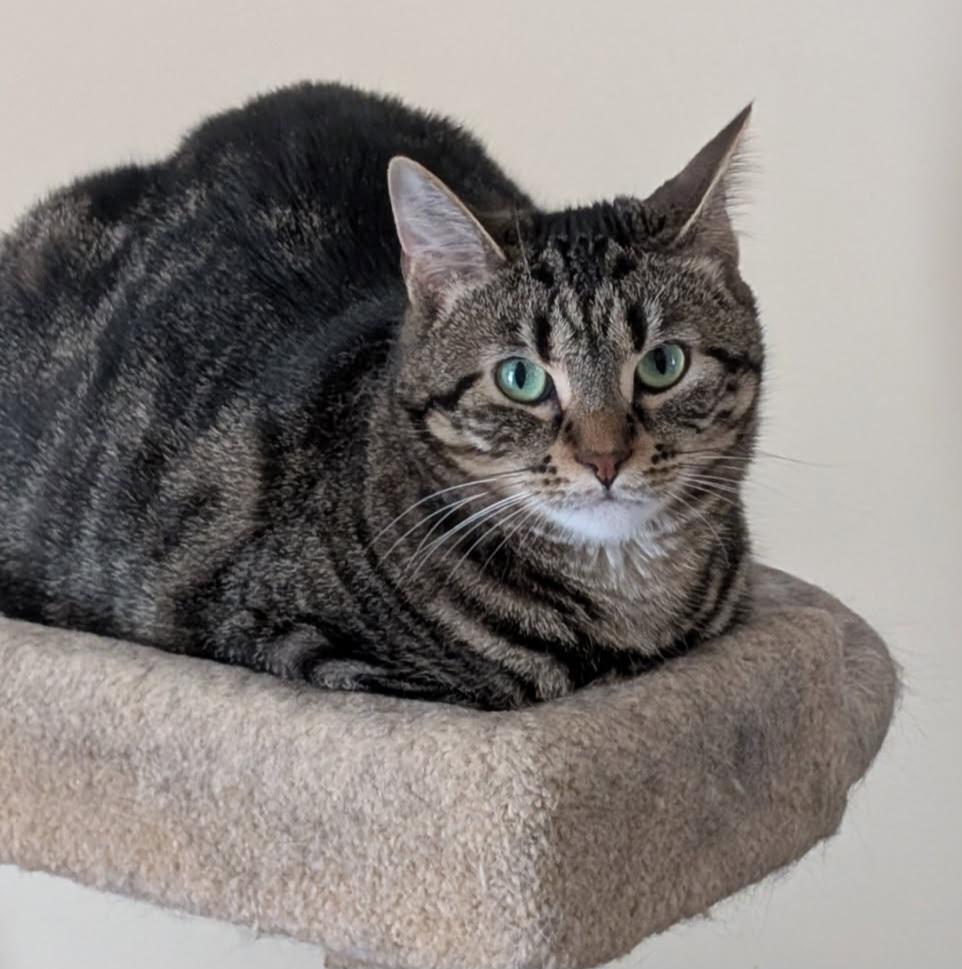 Babe 1 and 1/2 yrs Polydactayl, a Adoptable Tabby in London, ON image 1/4