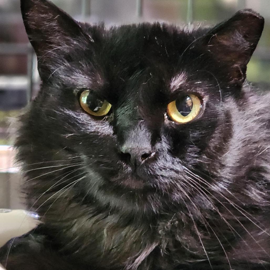 Enlarge Poof Winthrop, a Adoptable Domestic Long Hair in Chicago, IL image 1/1