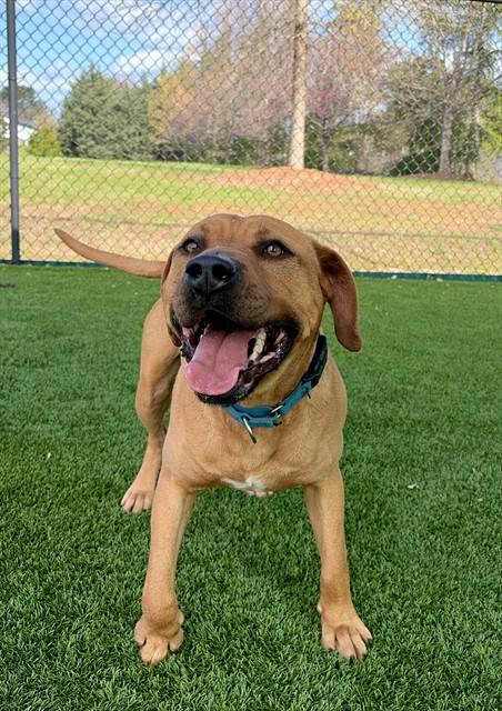 Enlarge FAT BOY, a Adoptable Pit Bull Terrier in Statesville, NC image 1/1
