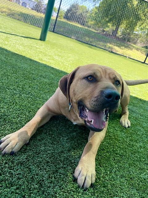 FAT BOY, Adoptable, Adult Male Pit Bull Terrier.