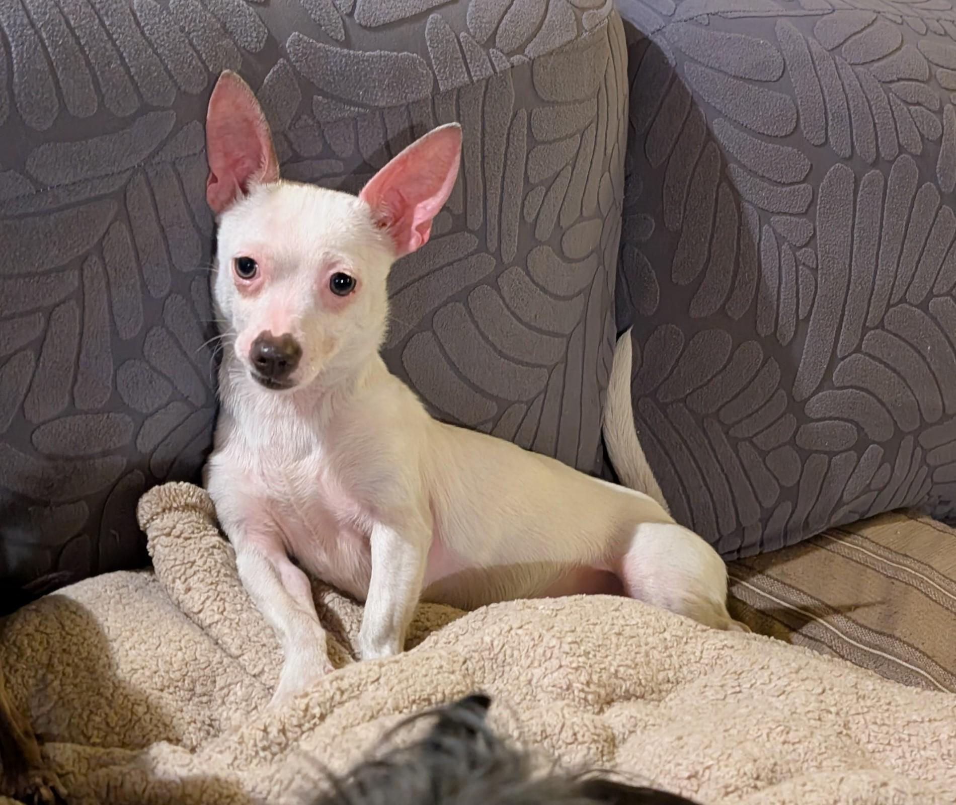 Enlarge Mochi, a ADOPTABLE mixed breed in Covington, WA image 3/6