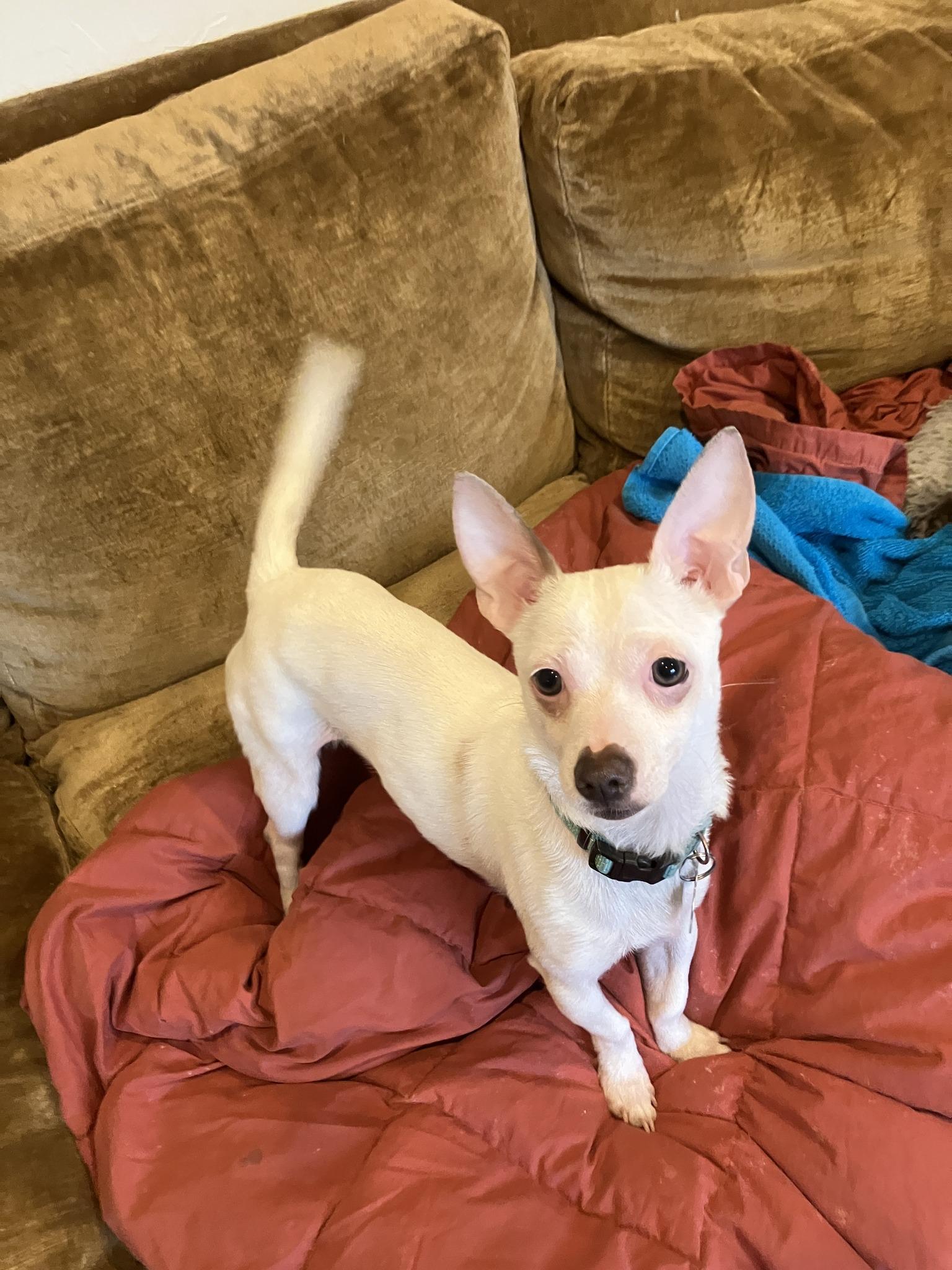 Mochi, ADOPTABLE, Young Male Chihuahua.
