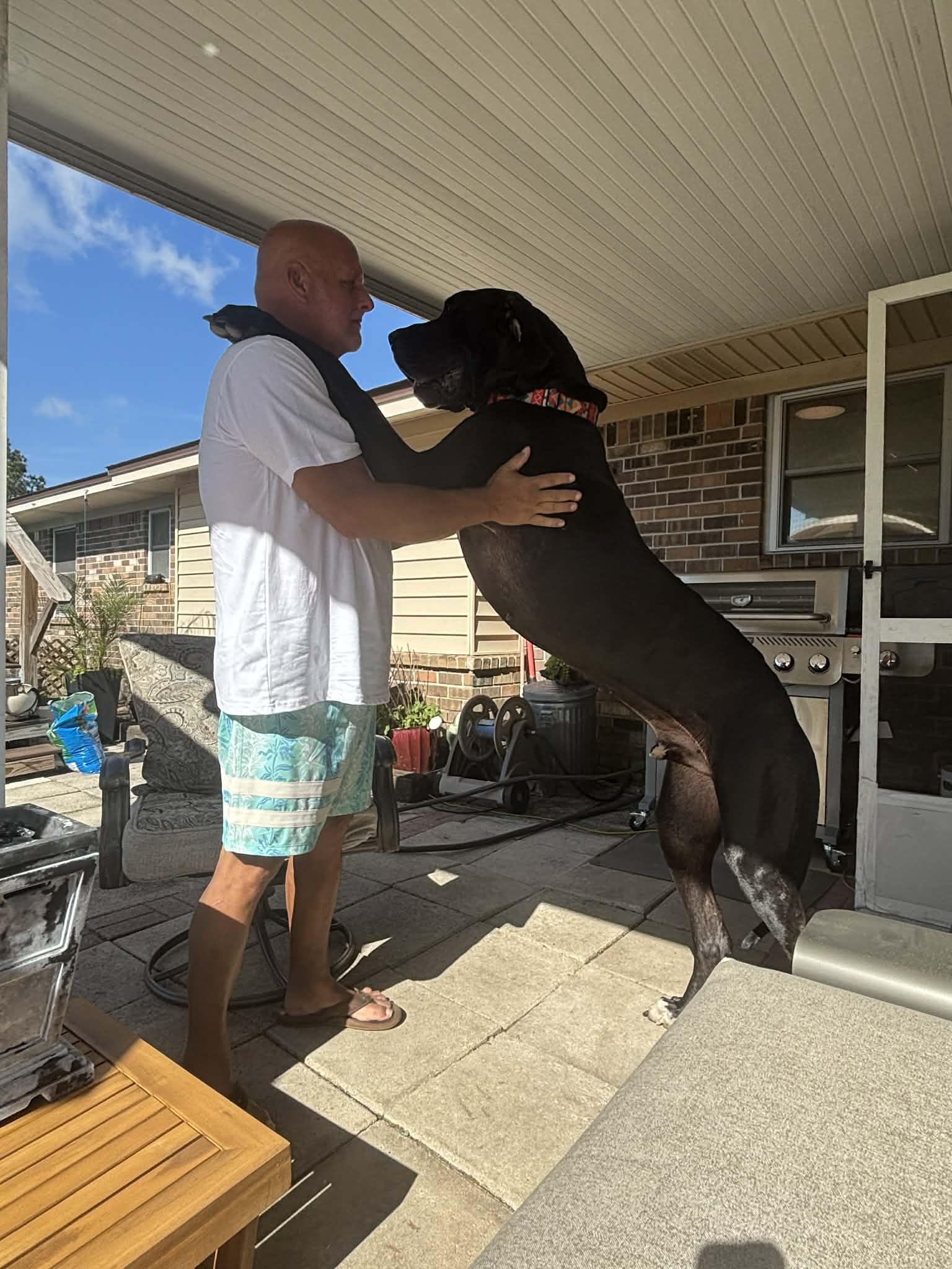 Enlarge Deuce, a ADOPTABLE Great Dane in Pensacola, FL image 5/6