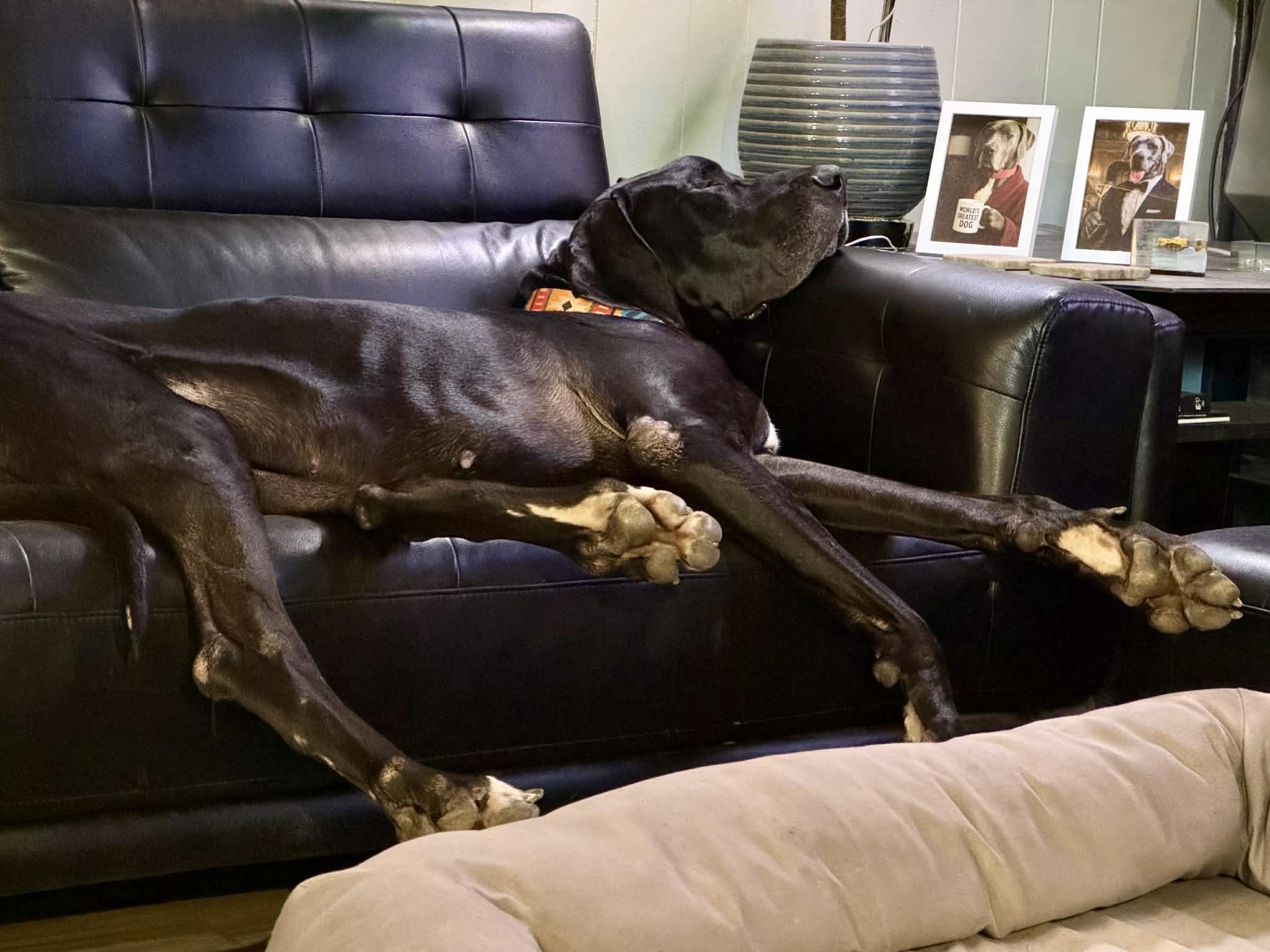 Enlarge Deuce, a ADOPTABLE Great Dane in Pensacola, FL image 4/6