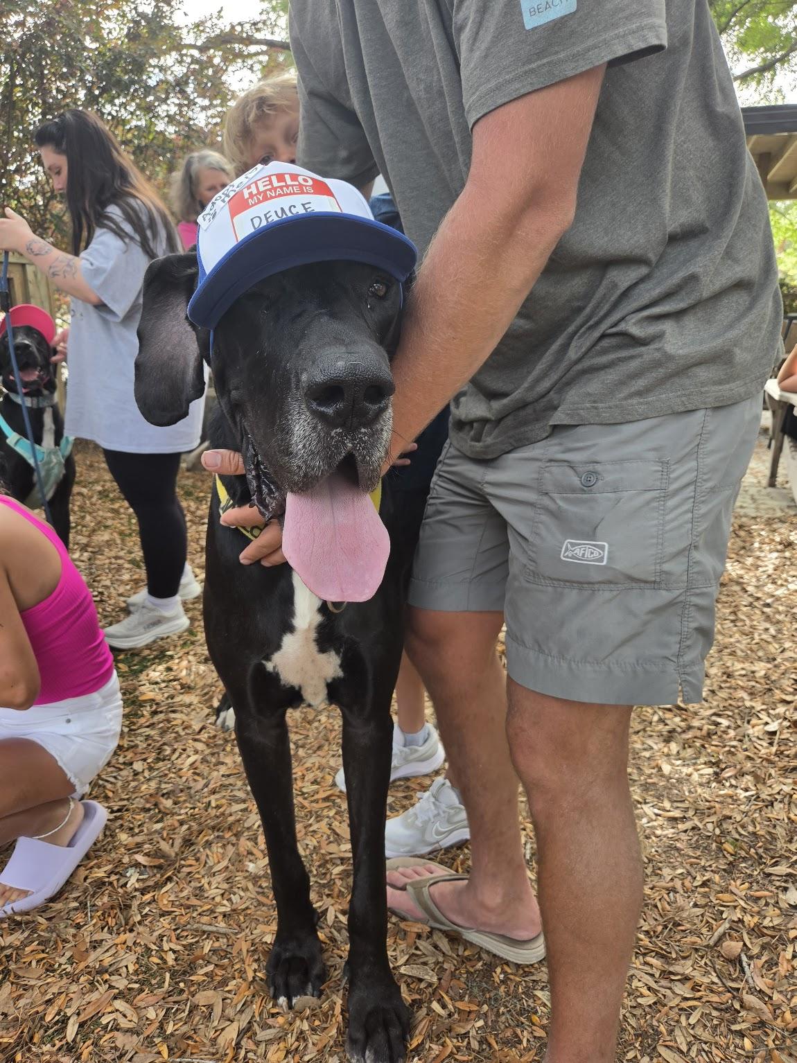 Enlarge Deuce, a ADOPTABLE Great Dane in Pensacola, FL image 2/6