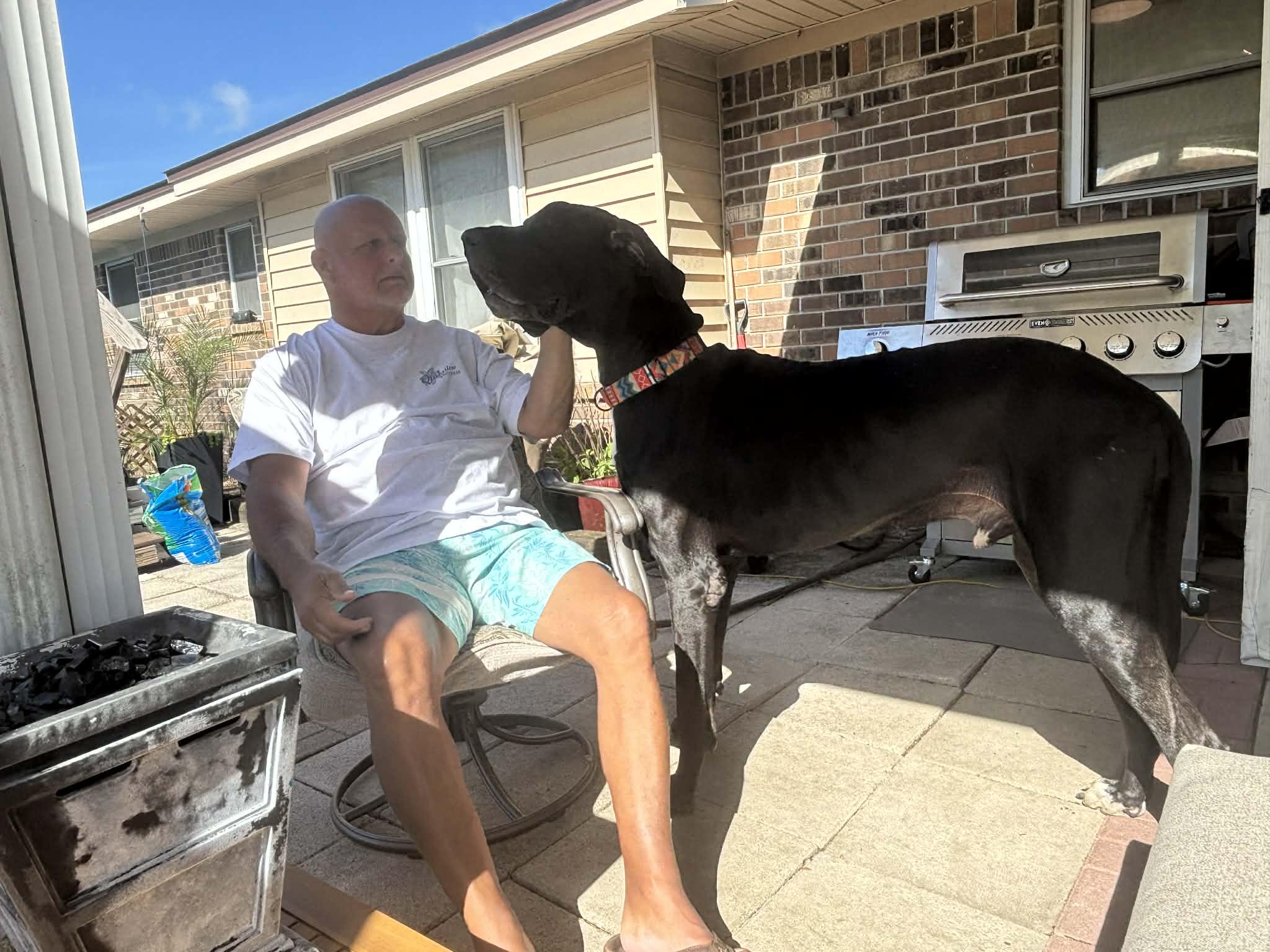 Enlarge Deuce, a ADOPTABLE Great Dane in Pensacola, FL image 3/6