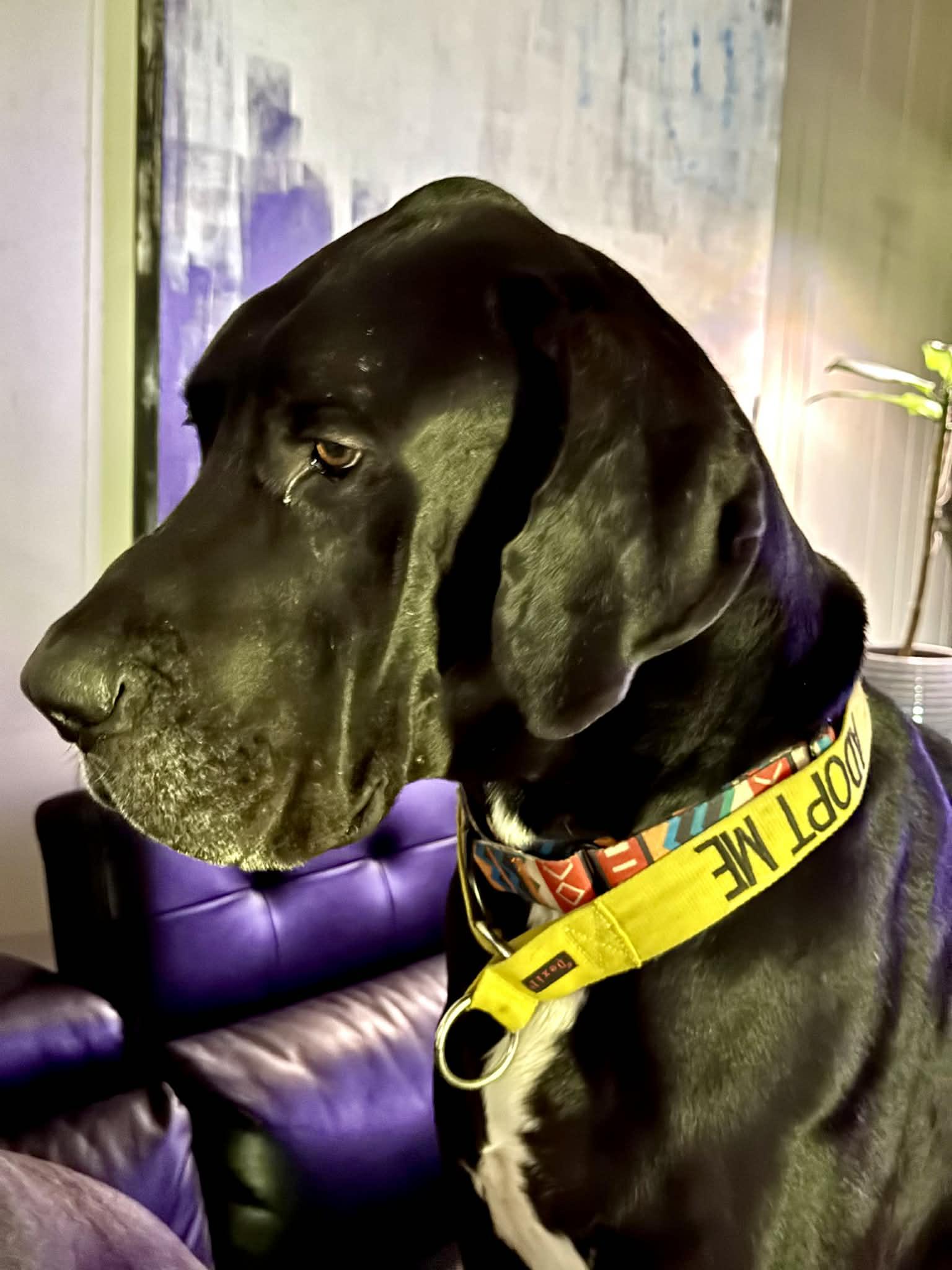 Deuce, ADOPTABLE, Adult Male Great Dane.