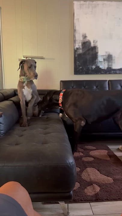 Enlarge Deuce, a ADOPTABLE Great Dane in Pensacola, FL video 6/6