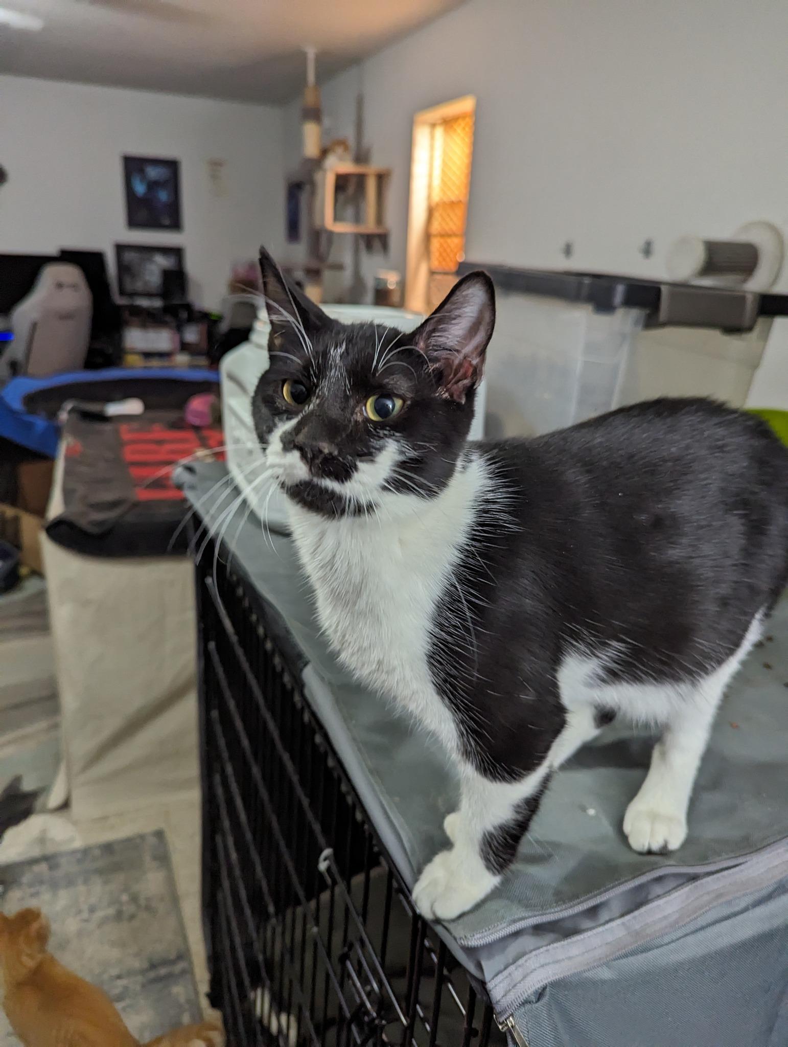 Draco, Adopted, Adult Male Domestic Short Hair.