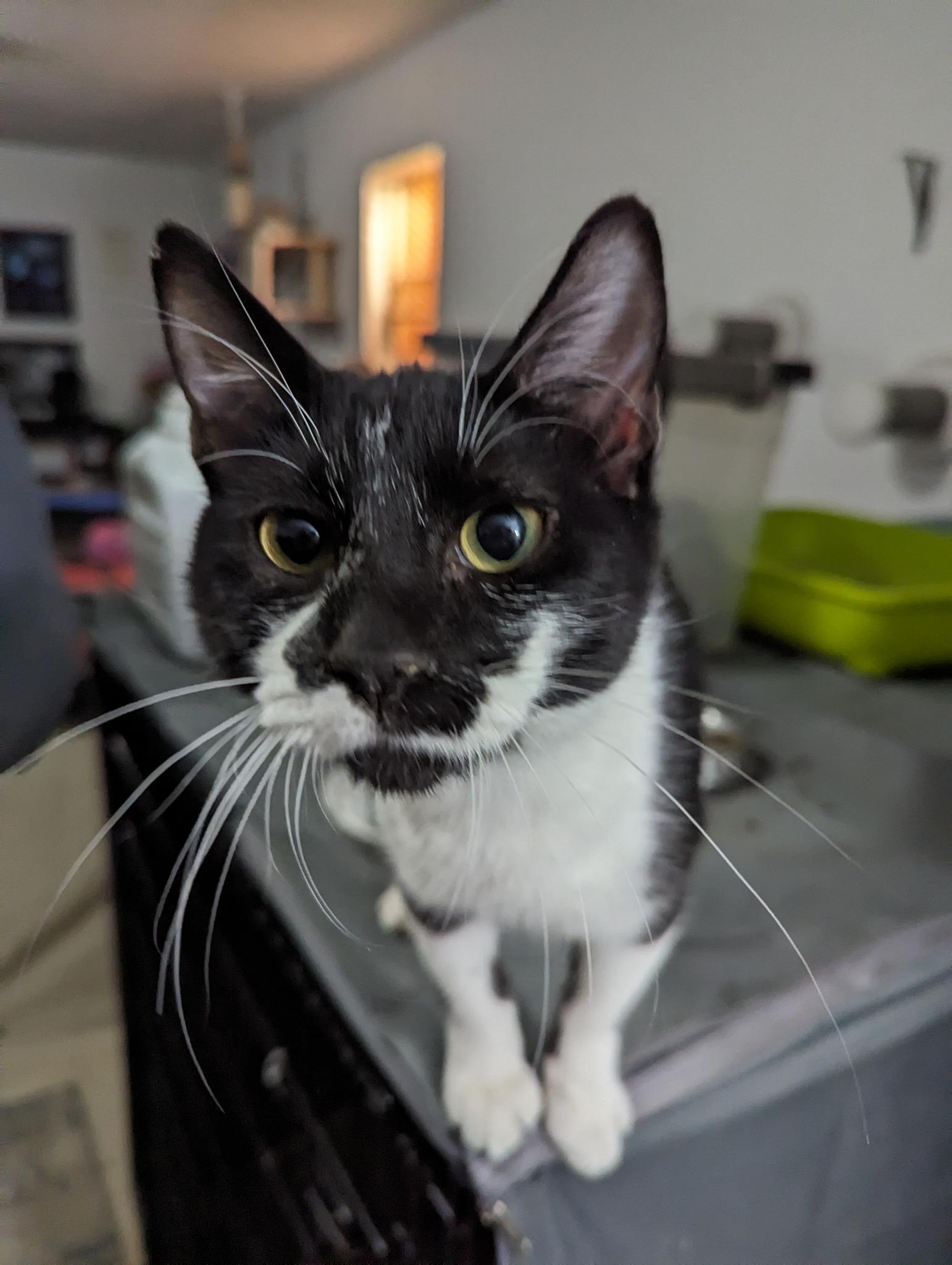 Draco, a Adopted mixed breed in Cleburne, TX image 5/6