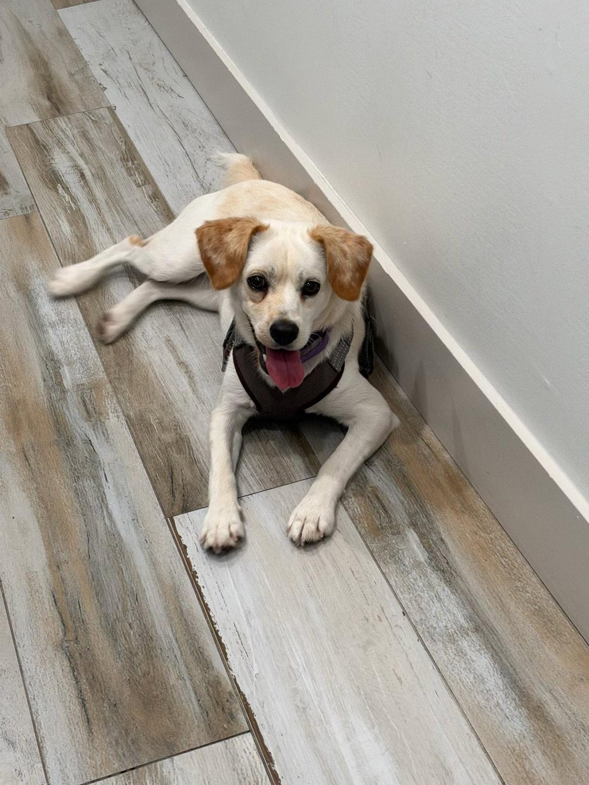 JUNE, Adoptable, Young Female Chihuahua & Labrador Retriever.