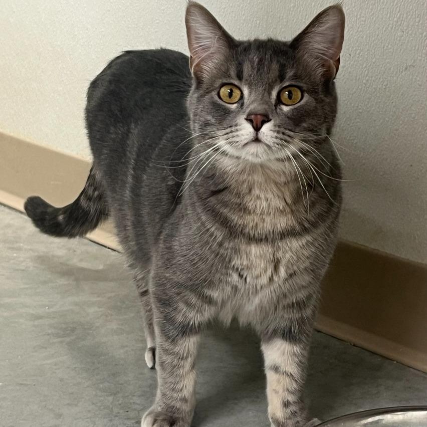 Repeat, Adoptable, Adult Male Domestic Short Hair.