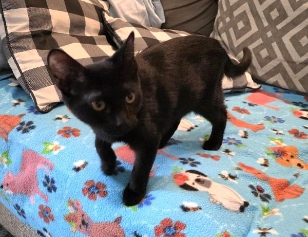Enlarge Ratchet, a Adoptable Domestic Short Hair in Rossville, TN image 5/6