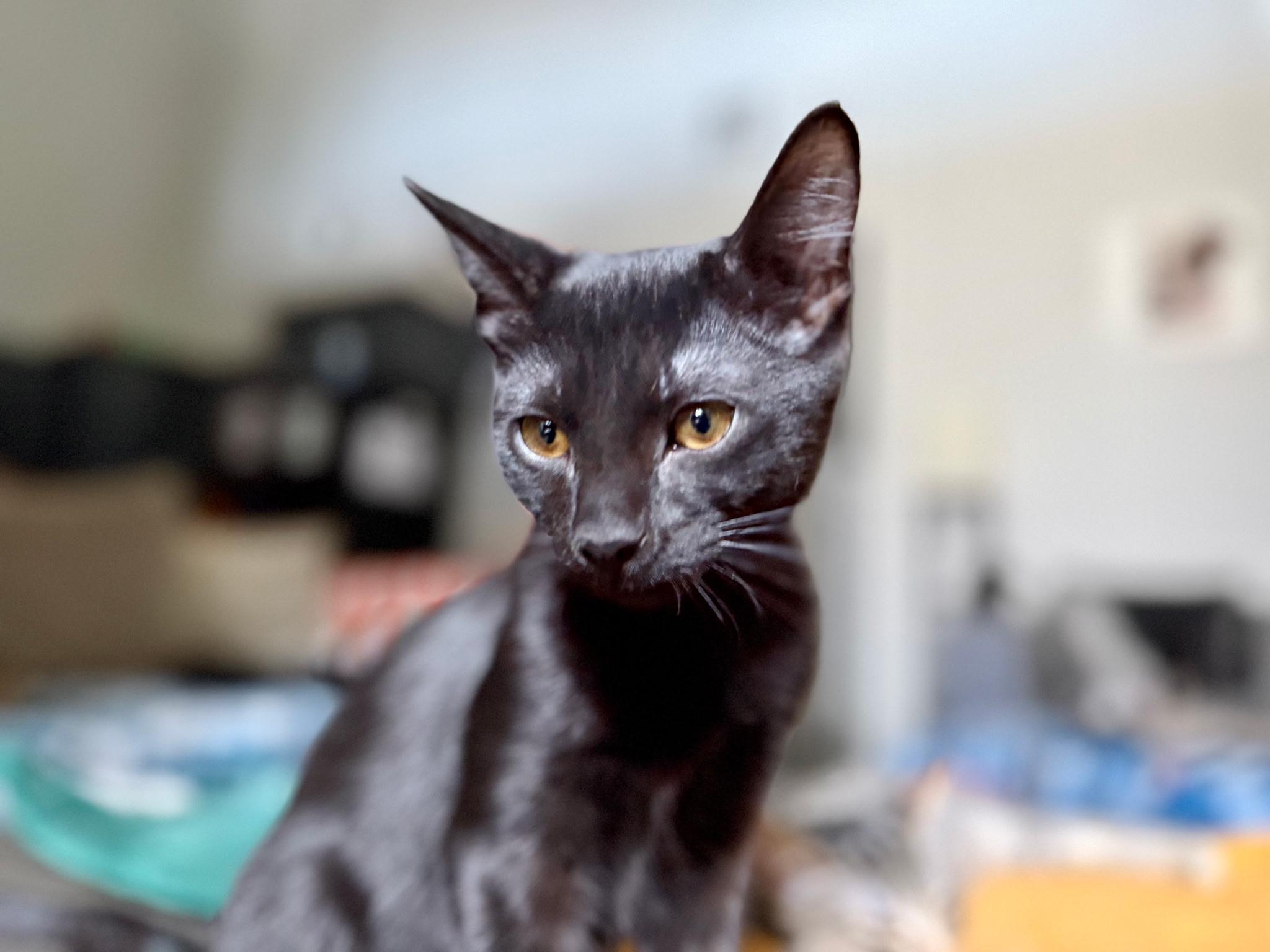 Ratchet, Adoptable, Kitten Male Domestic Short Hair.