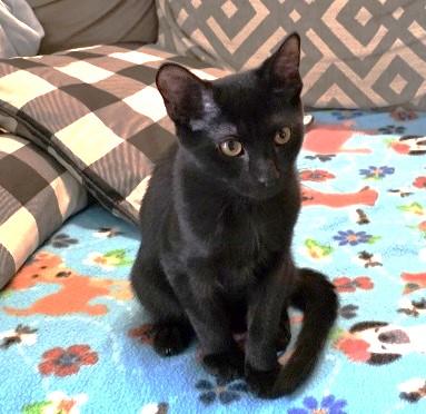Enlarge Ratchet, a Adoptable Domestic Short Hair in Rossville, TN image 2/6
