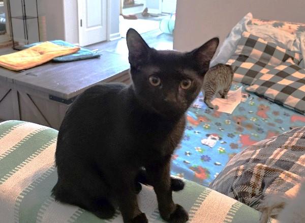 Enlarge Ratchet, a Adoptable Domestic Short Hair in Rossville, TN image 6/6