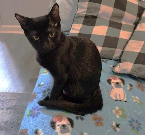 Enlarge Ratchet, a Adoptable Domestic Short Hair in Rossville, TN image 3/6