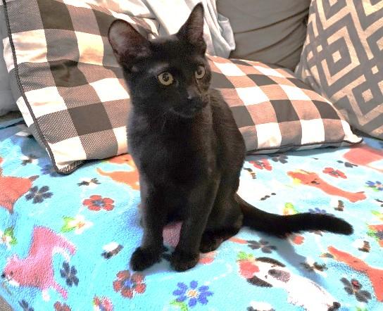 Enlarge Ratchet, a Adoptable Domestic Short Hair in Rossville, TN image 4/6