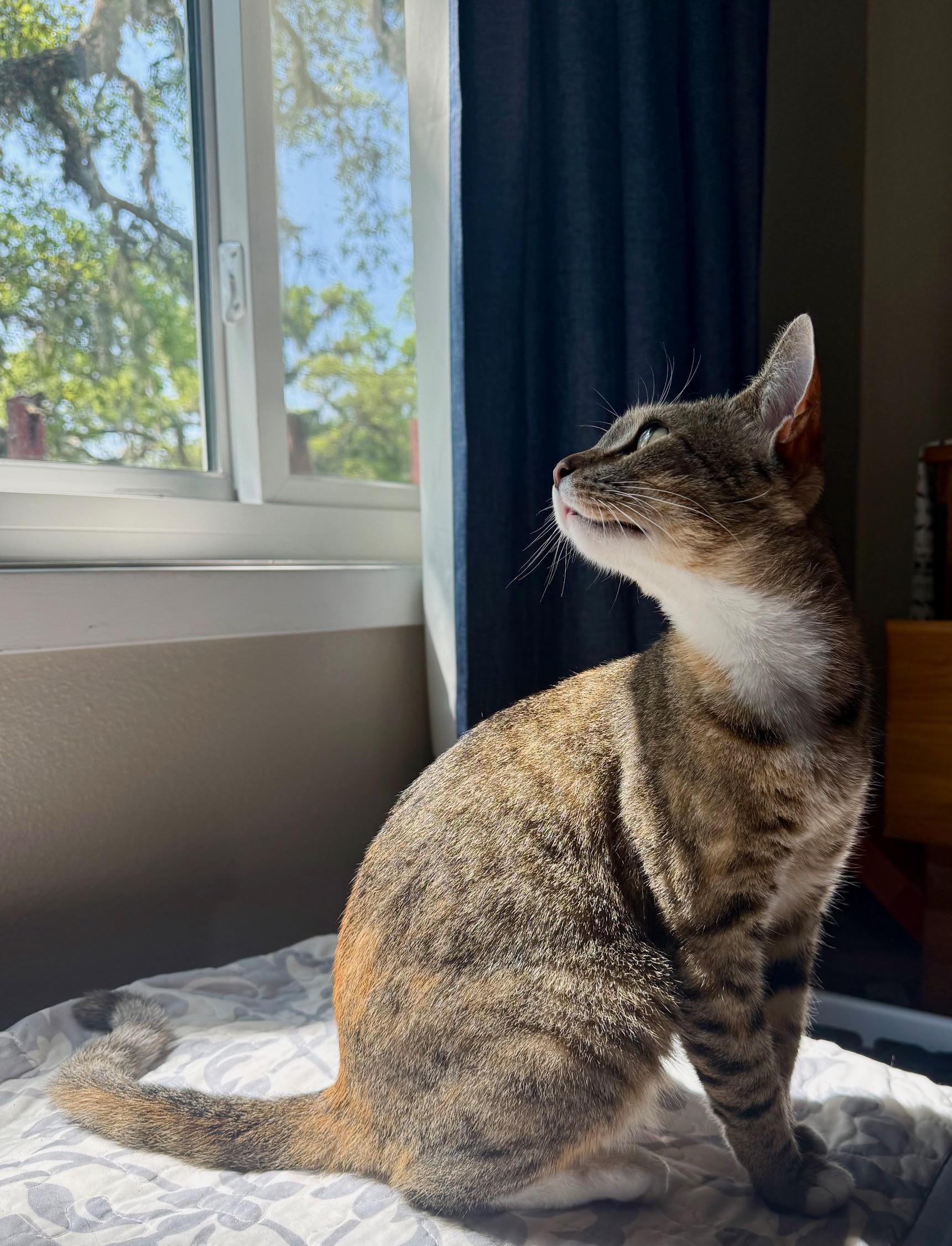 Enlarge Sunny, a ADOPTABLE Domestic Short Hair in Danielson, CT image 4/5