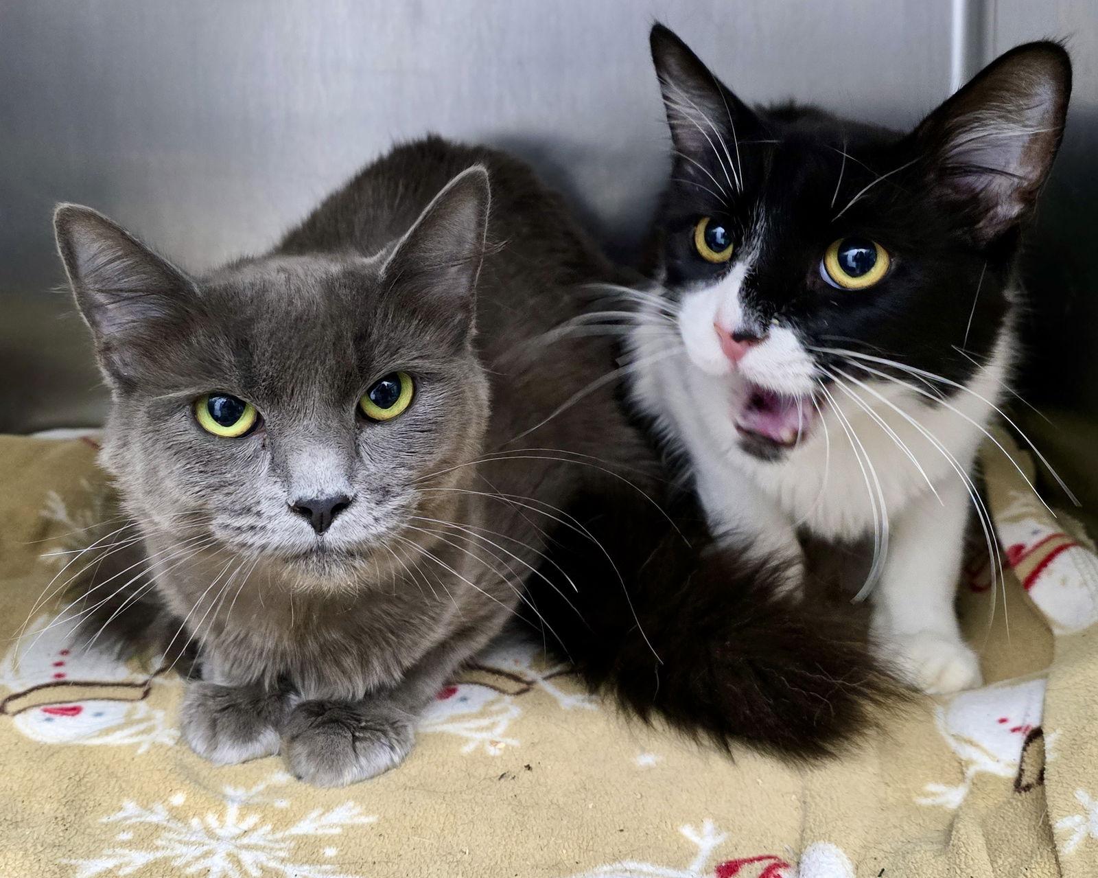 Cami, Adopted, Young Female Domestic Short Hair.