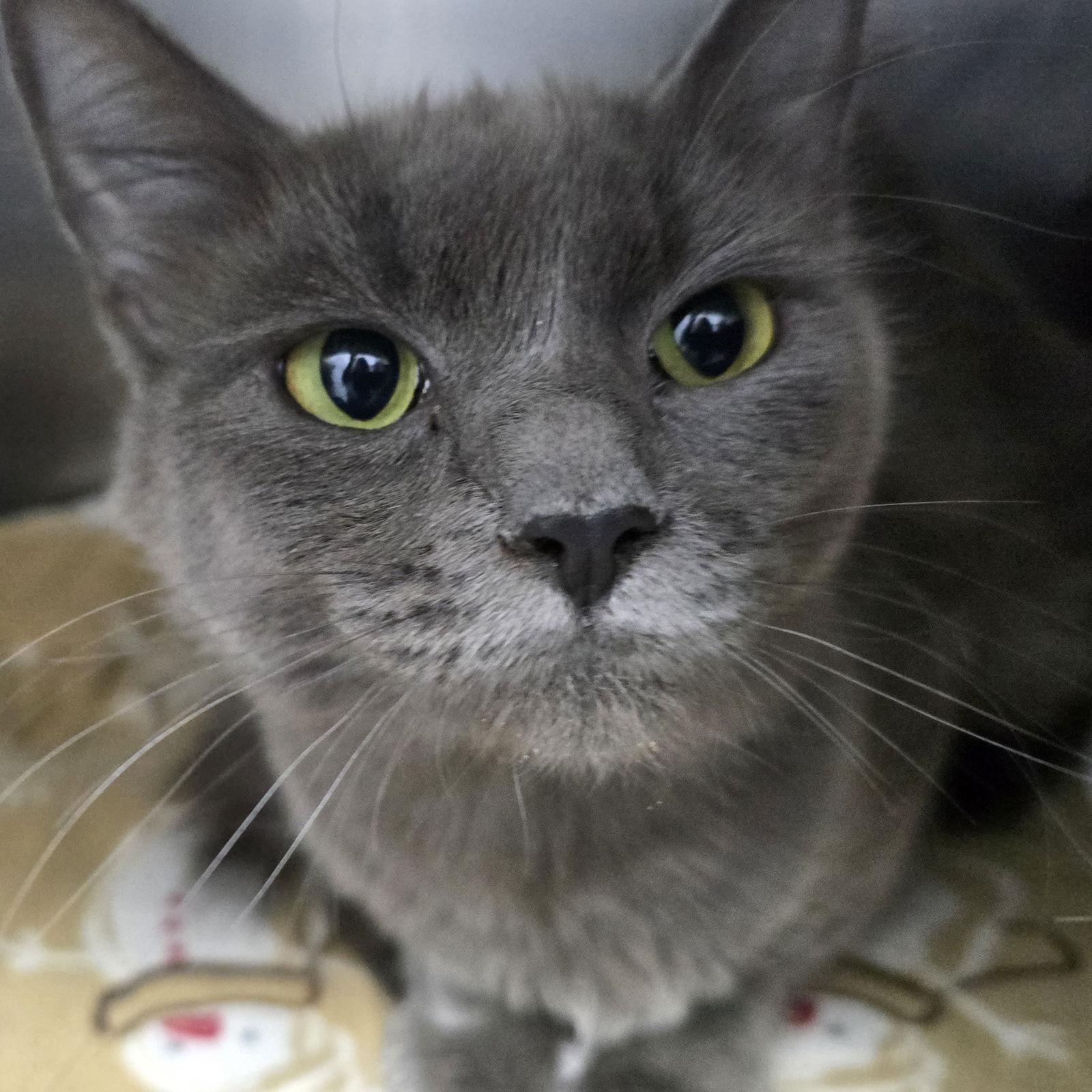 Cami, a Adopted Domestic Short Hair in Oakland, CA image 2/3