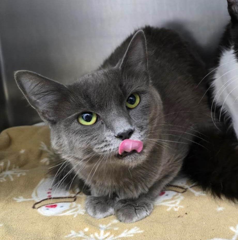 Cami, a Adopted Domestic Short Hair in Oakland, CA image 3/3