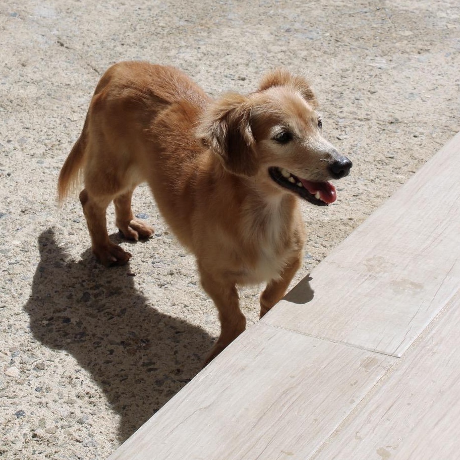 Boran — thumbnail 2