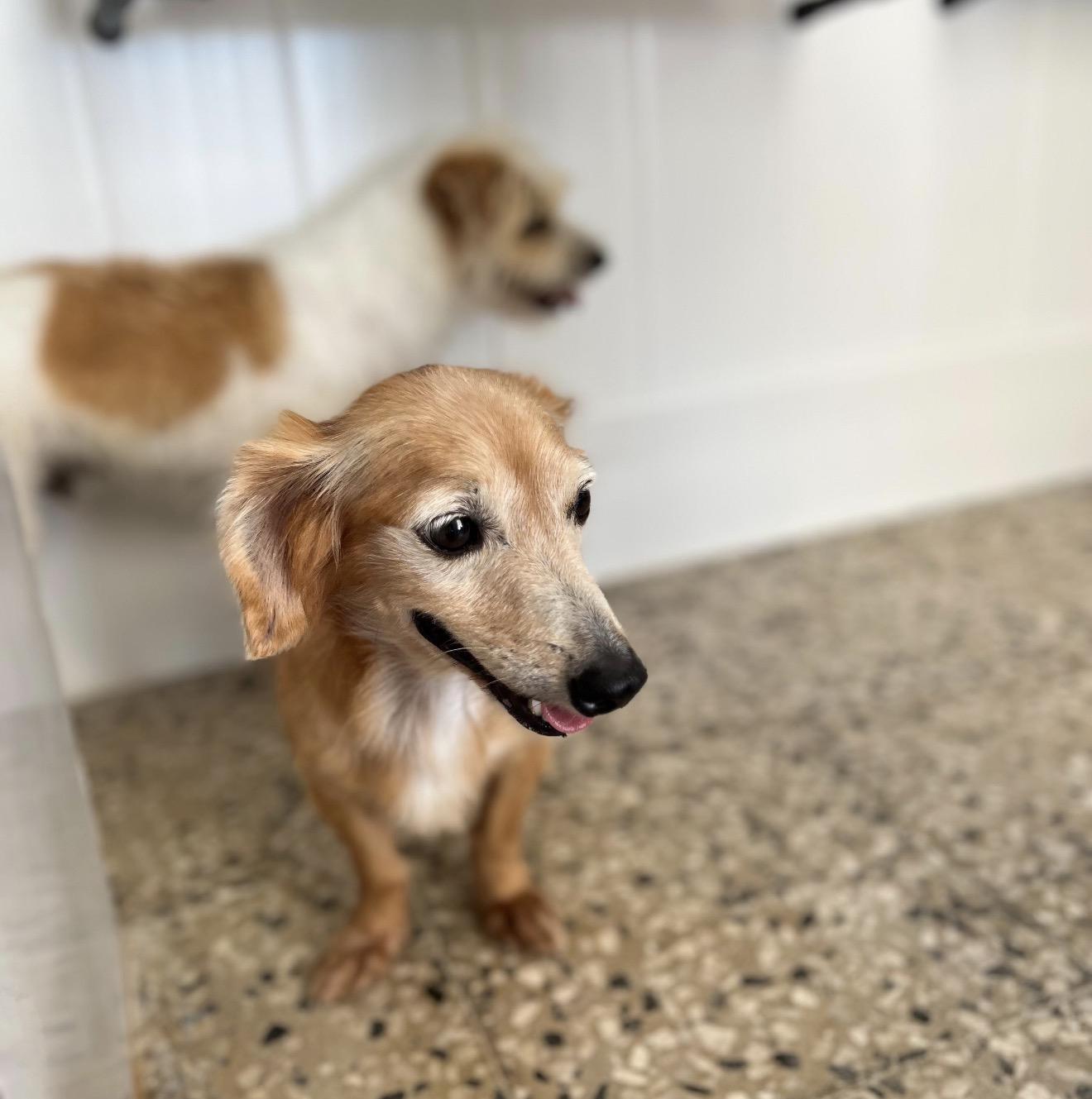 Boran — thumbnail 5