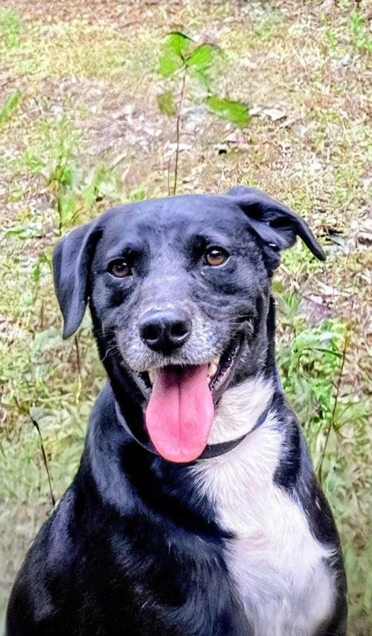 Kenny, Adoptable, Young Male Black Labrador Retriever & Labrador Retriever.