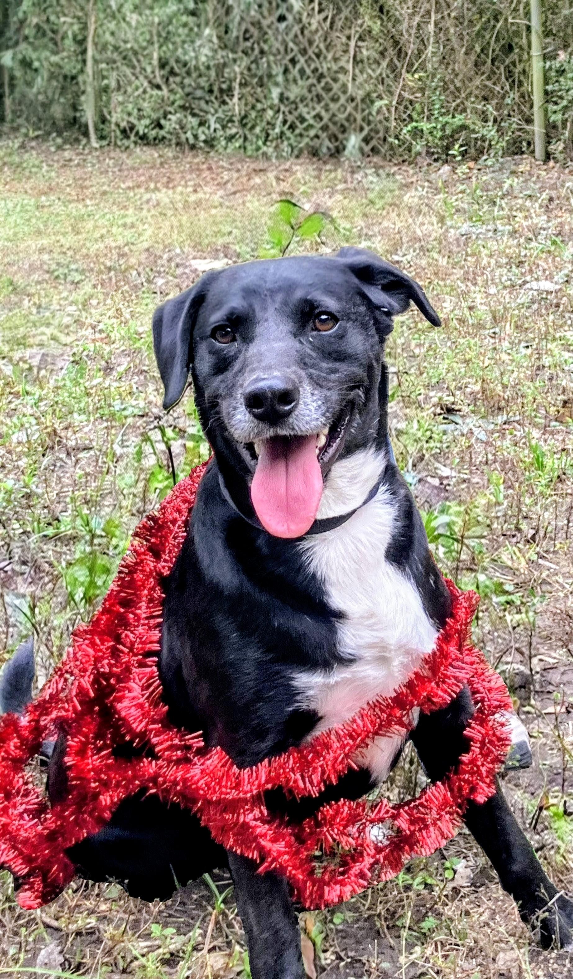 Kenny, Adoptable, Young Male Black Labrador Retriever & Labrador Retriever.