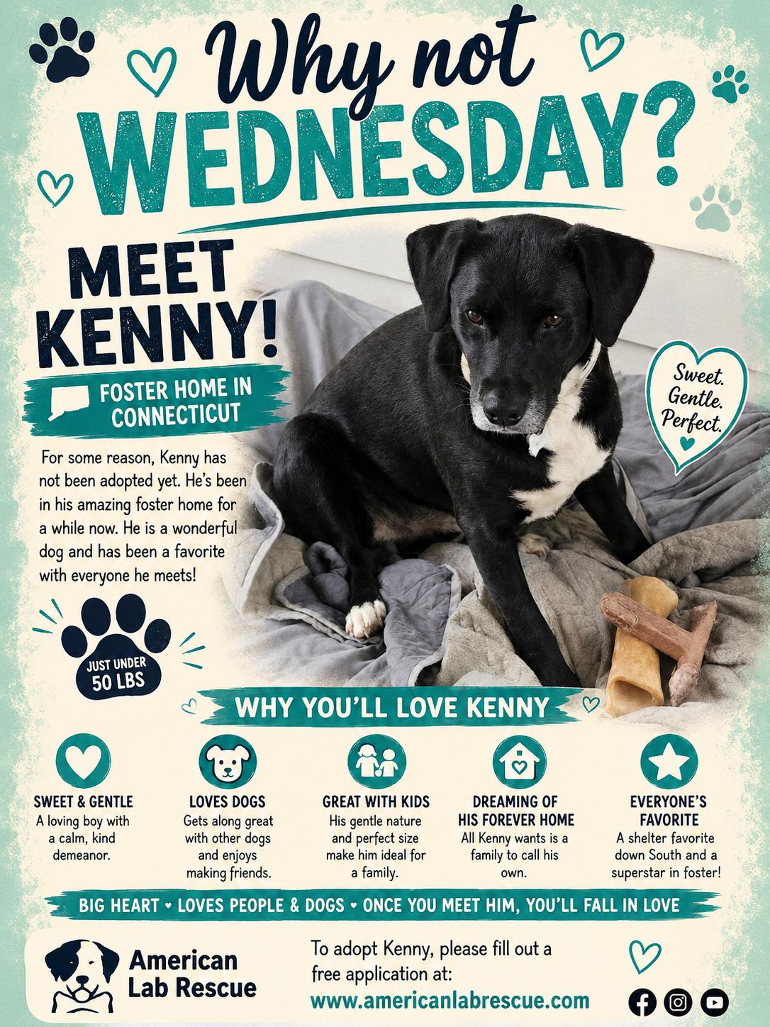 Kenny - In CT, Adoptable, Young Male Black Labrador Retriever & Labrador Retriever.