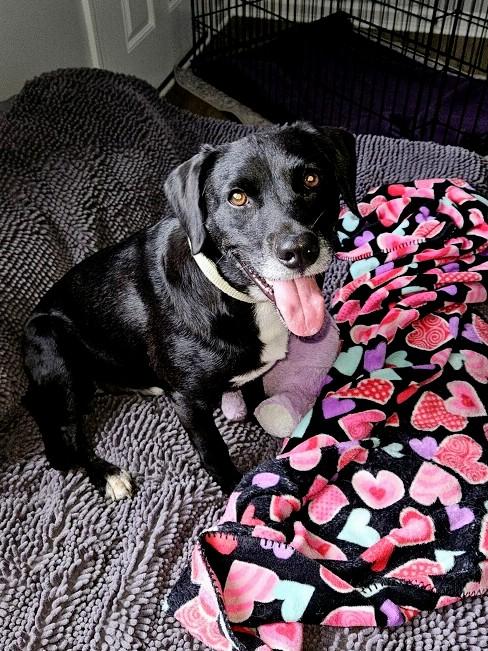 Kenny - In CT, Adoptable, Young Male Black Labrador Retriever & Labrador Retriever.