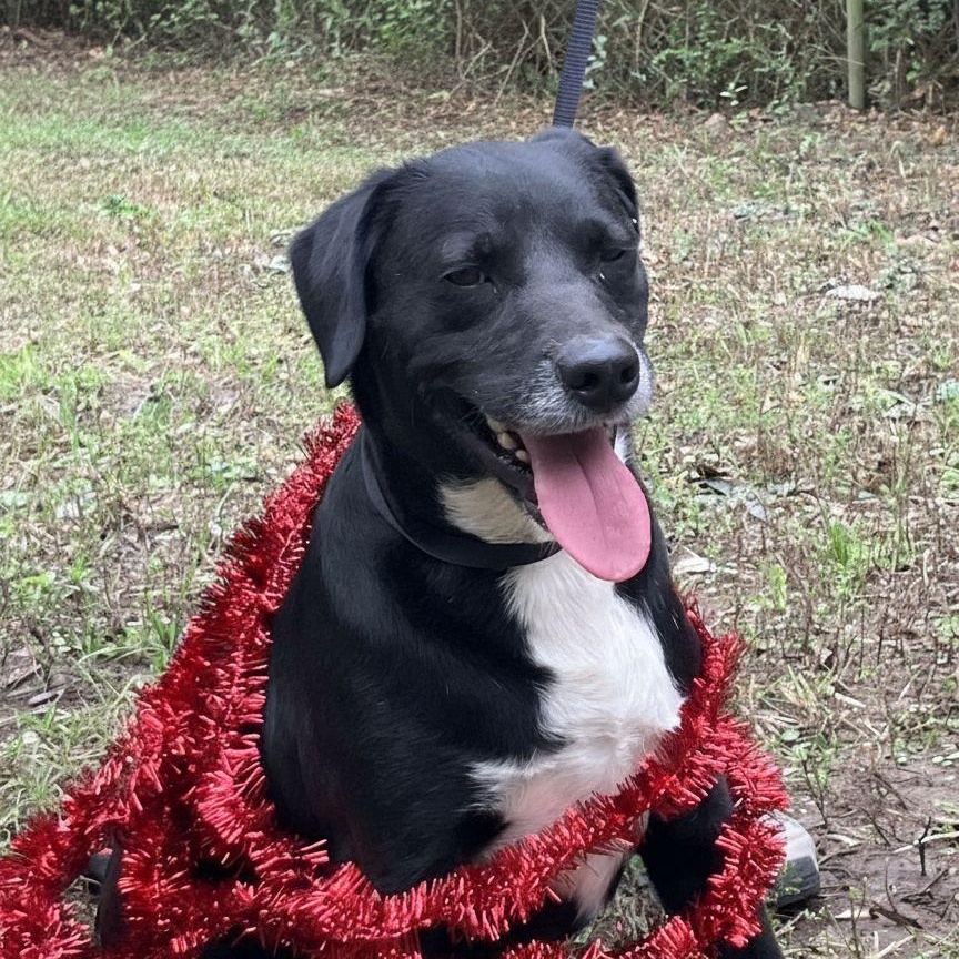 Enlarge Kenny, a Adoptable mixed breed in Willington, CT image 1/4