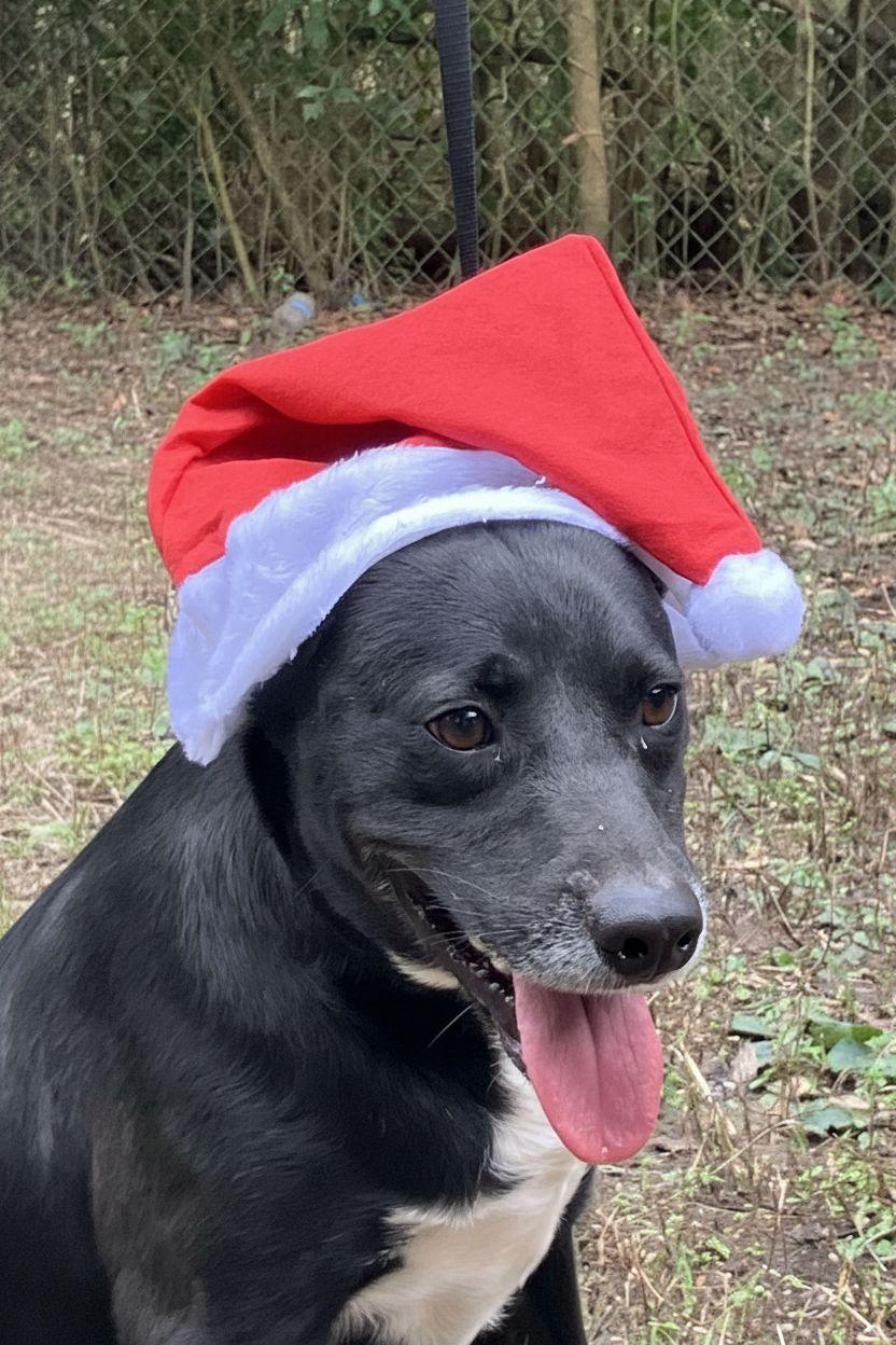 Enlarge Kenny, a Adoptable mixed breed in Willington, CT image 2/4