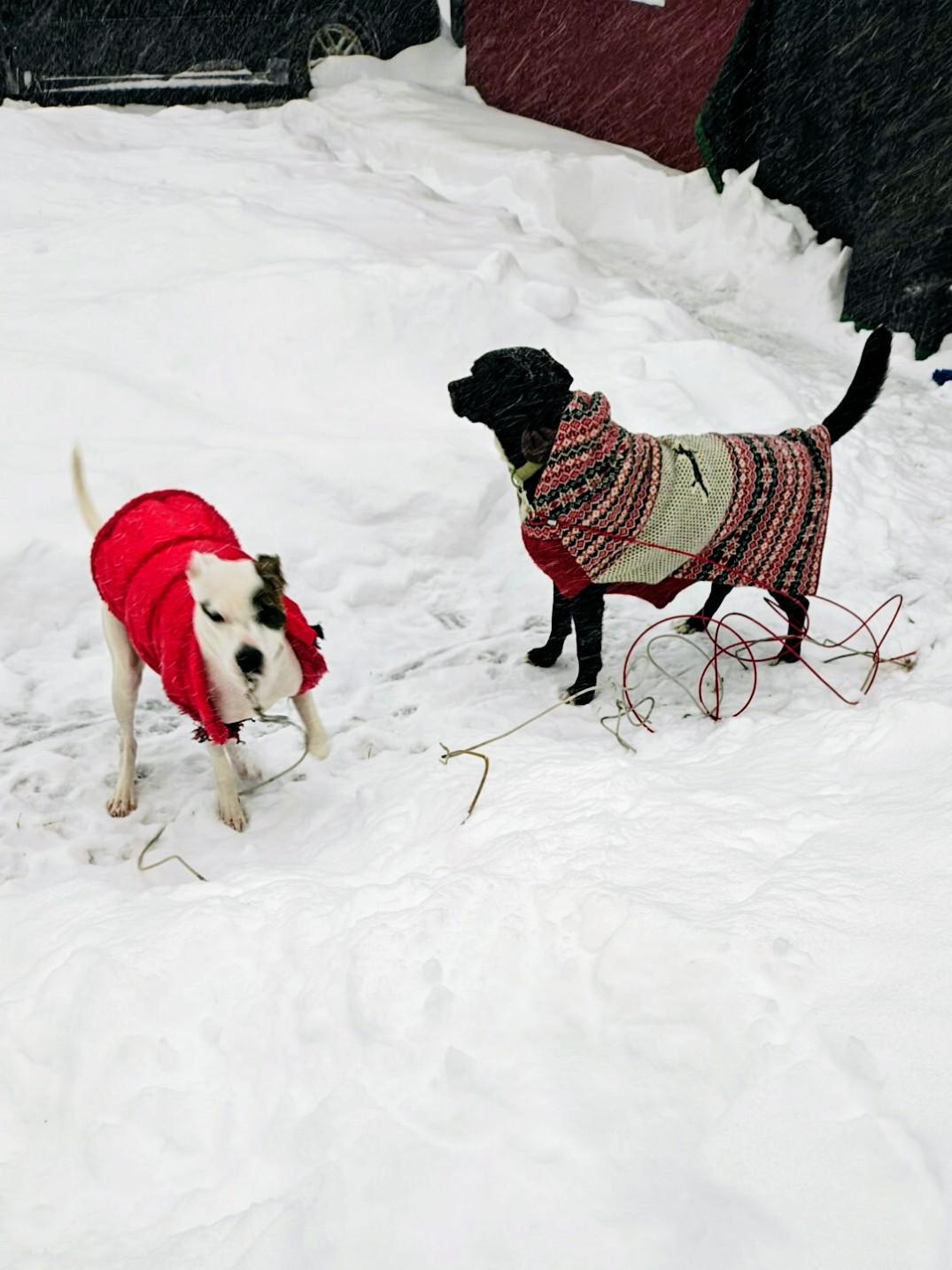 Enlarge Kenny - In CT, a Adoptable mixed breed in Willington, CT image 5/6