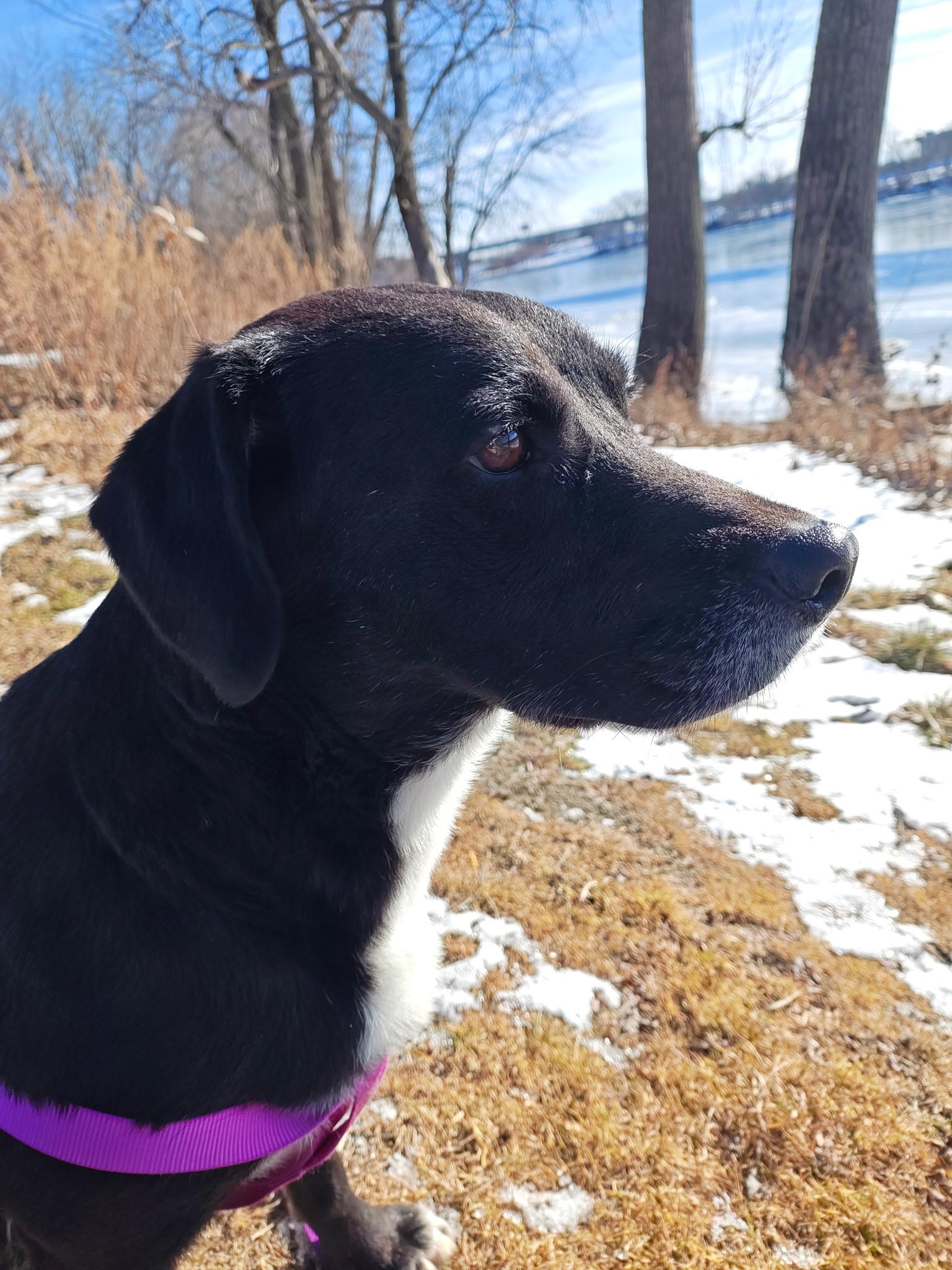 Enlarge Kenny - In CT, a Adoptable mixed breed in Willington, CT image 3/6