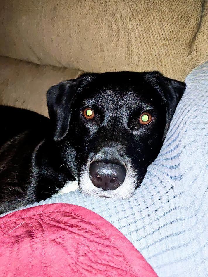 Enlarge Kenny - In CT, a Adoptable mixed breed in Willington, CT image 4/6