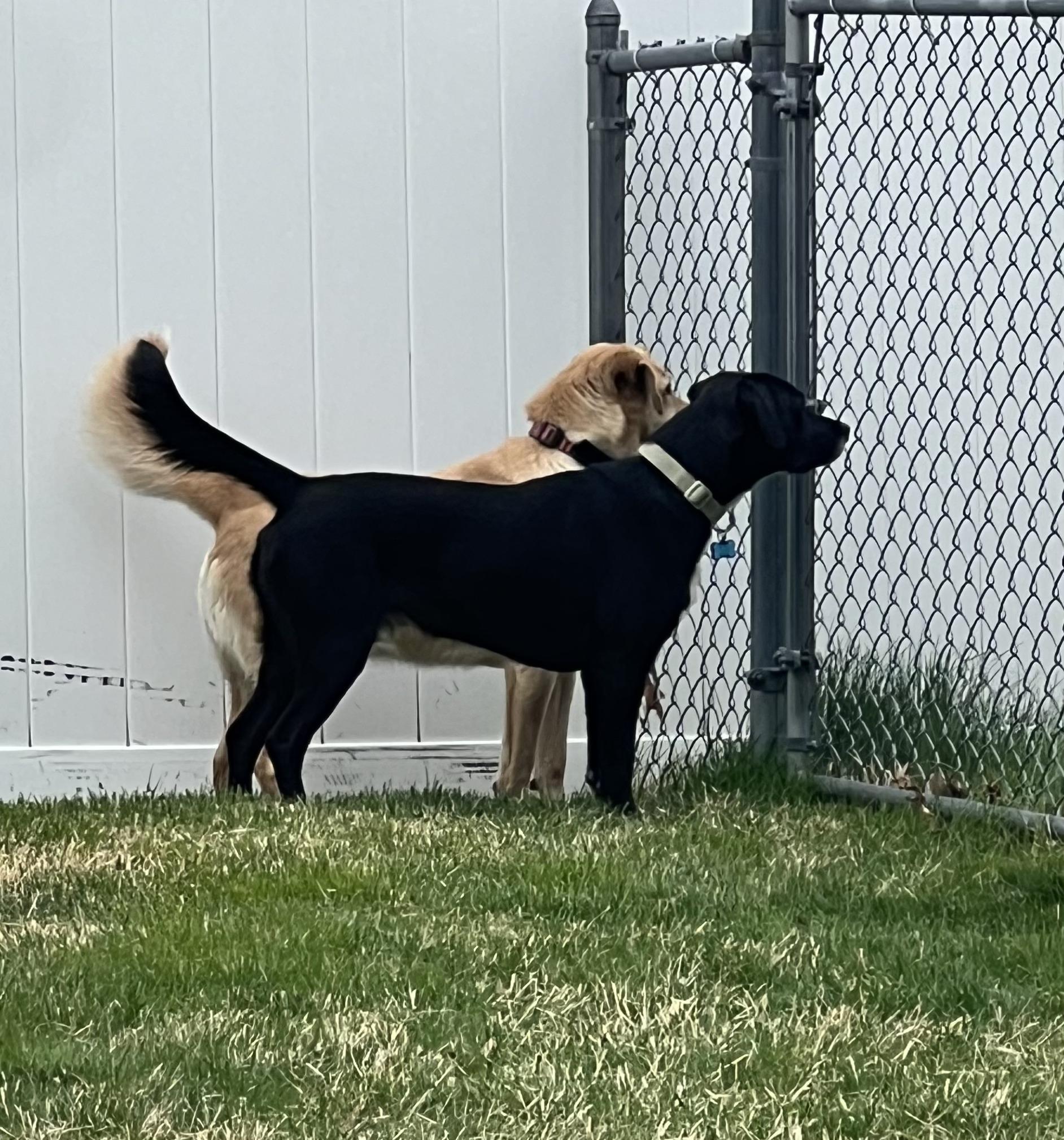 Enlarge Kenny - In CT, a Adoptable mixed breed in Willington, CT image 6/6