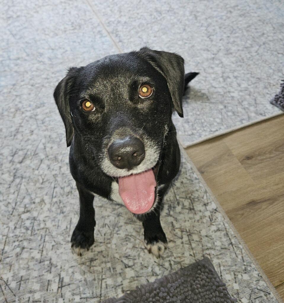 Enlarge Kenny - In CT, a Adoptable mixed breed in Willington, CT image 5/6