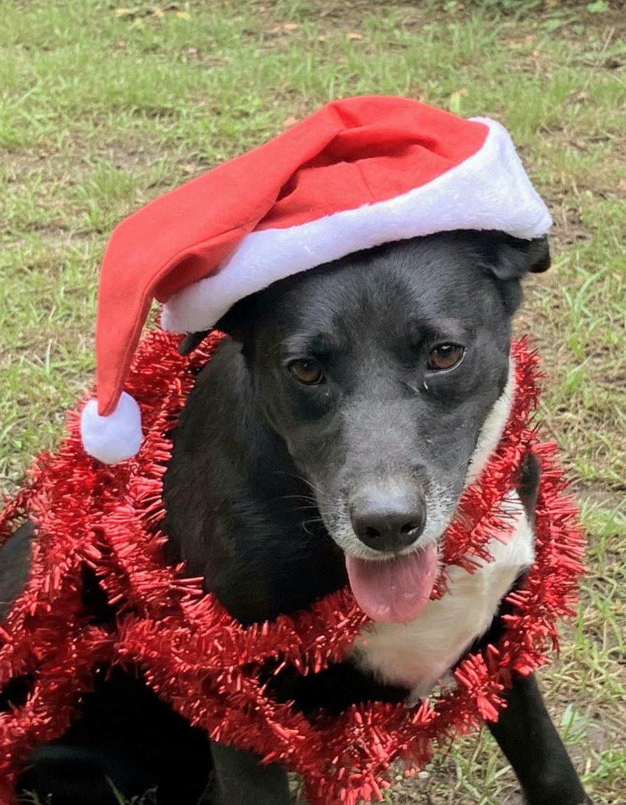 Enlarge Kenny, a Adoptable mixed breed in Willington, CT image 3/4