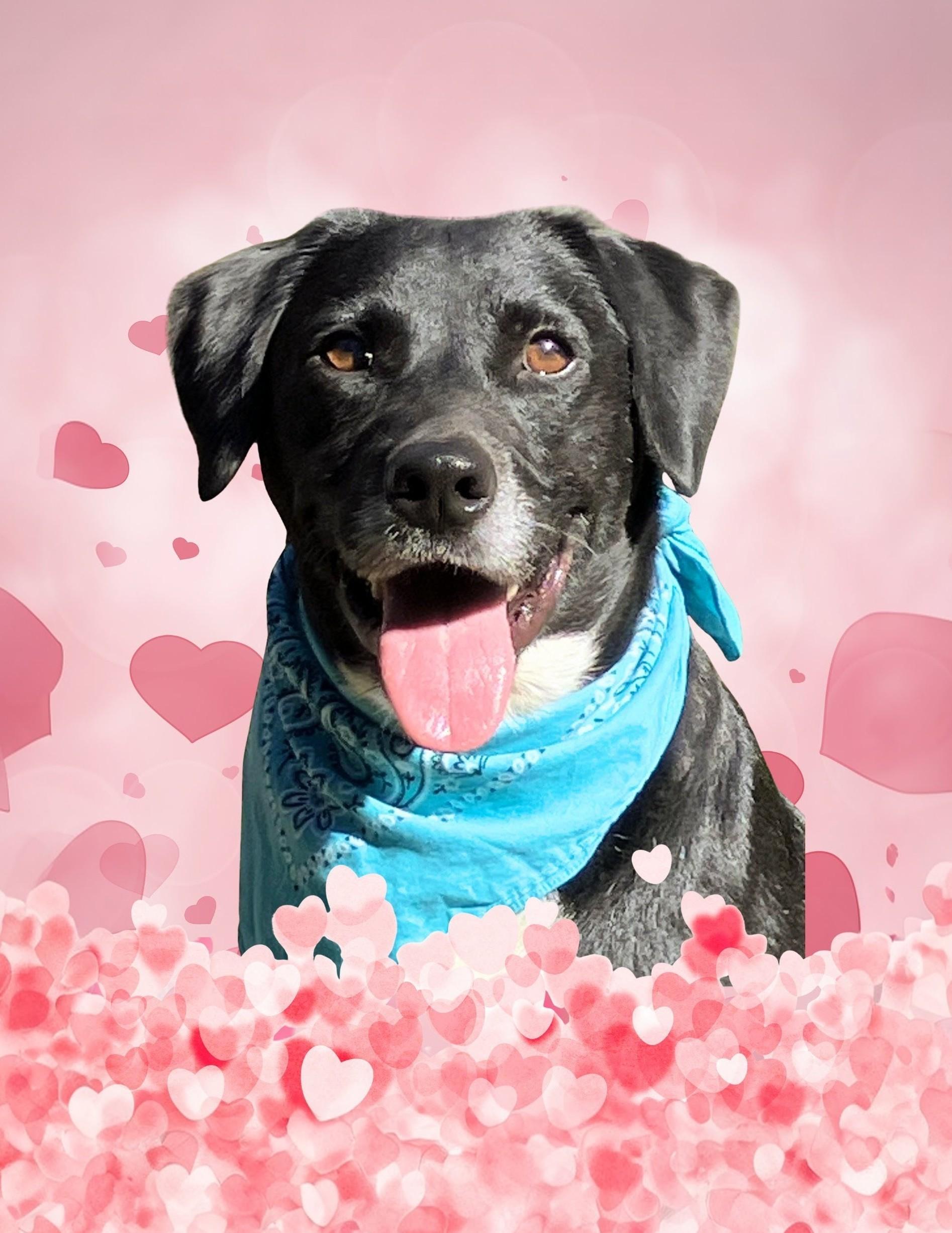 Kenny, Adoptable, Young Male Black Labrador Retriever & Labrador Retriever.