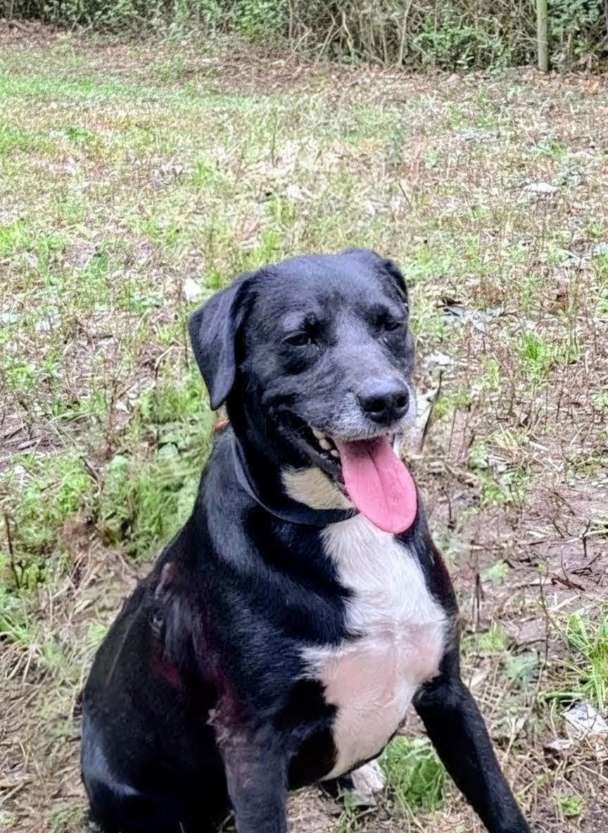 Kenny, Adoptable, Young Male Black Labrador Retriever & Labrador Retriever.