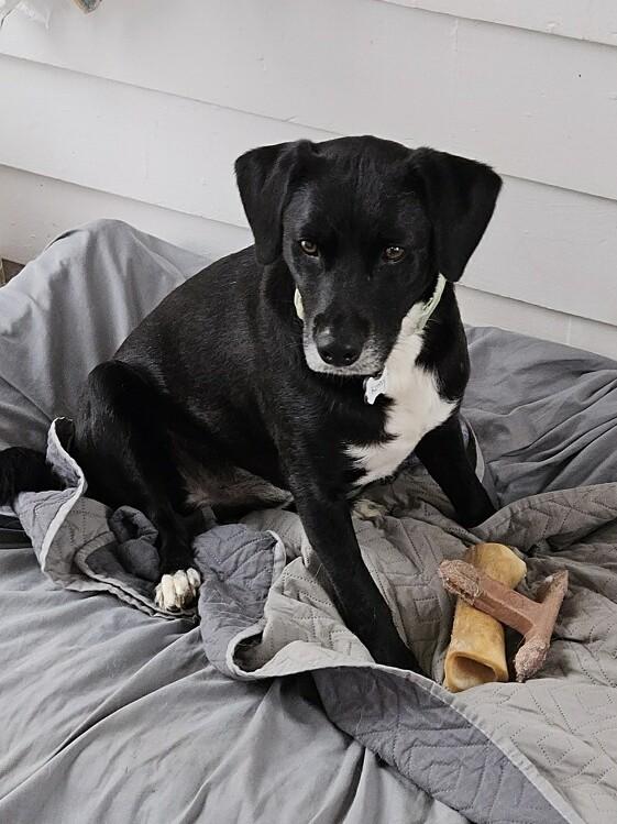 Enlarge Kenny - In CT, a Adoptable mixed breed in Willington, CT image 4/6