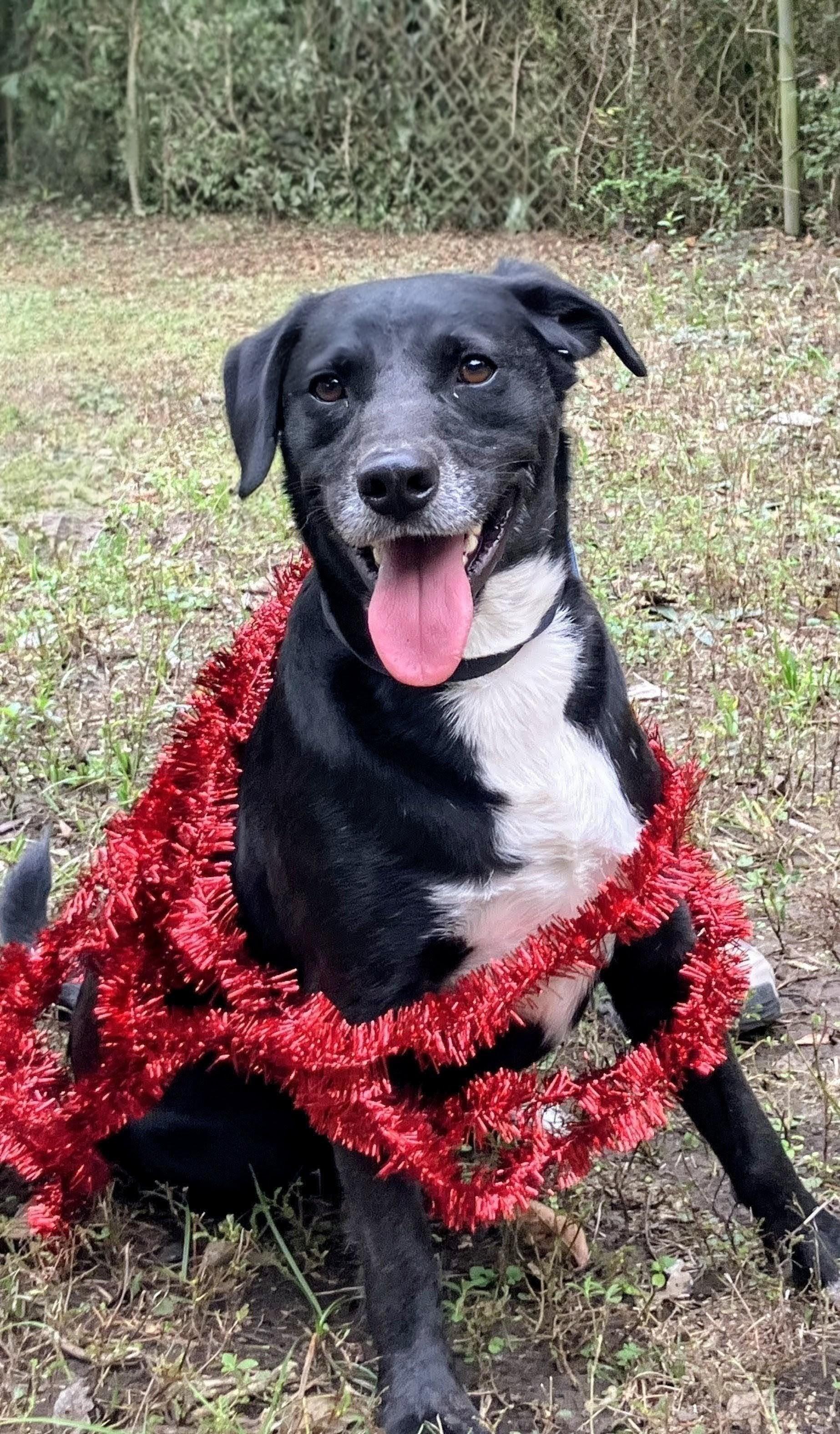 Enlarge Kenny, a Adoptable mixed breed in Willington, CT image 4/4
