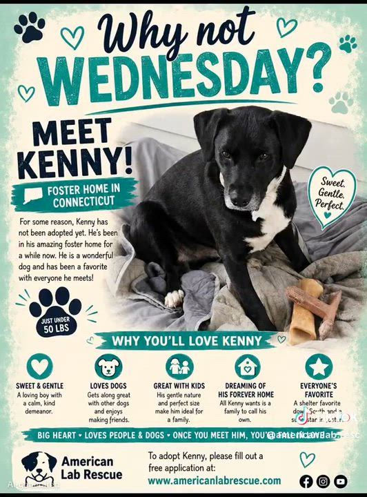 Enlarge Kenny - In CT, a Adoptable mixed breed in Willington, CT video 6/6