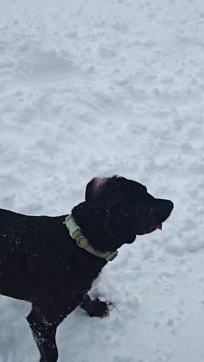 Enlarge Kenny - In CT, a Adoptable mixed breed in Willington, CT video 6/6