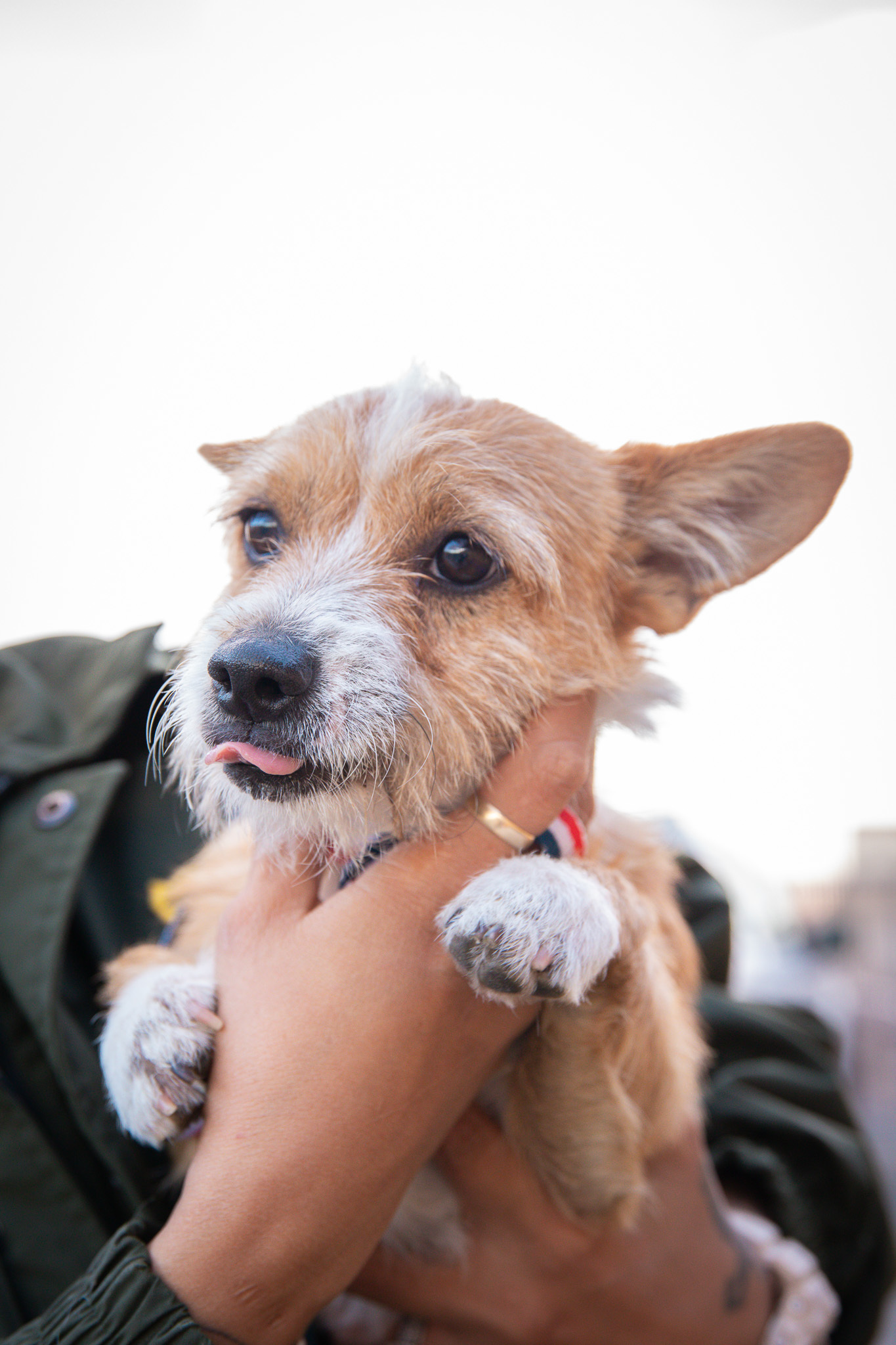 Tino (1414), Adopted, Young Male Terrier.